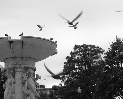 Birds and Dupont Circle fountain